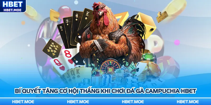 Bí quyết tăng cơ hội thắng khi chơi đá gà Campuchia Hbet Bí quyết tăng cơ hội thắng khi chơi đá gà Campuchia Hbet