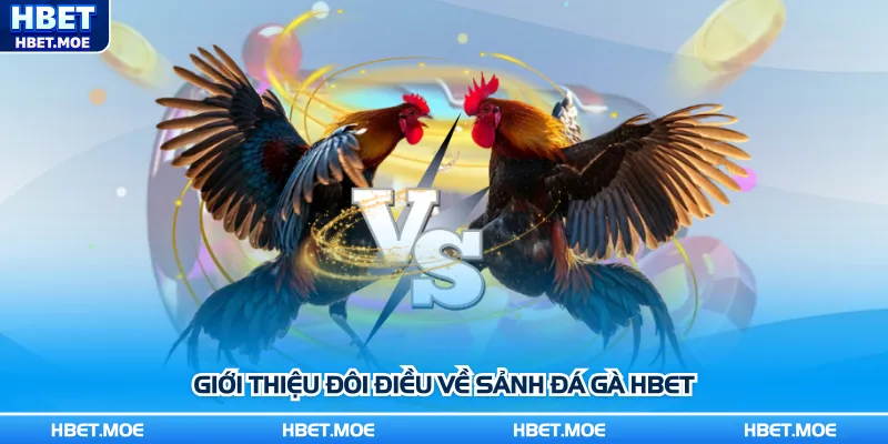 Giới thiệu đôi điều về sảnh đá gà Hbet Giới thiệu đôi điều về sảnh đá gà Hbet